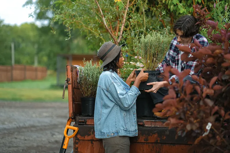 Two landscaping crew members lift a potted shrub onto the bed of a weathered work truck already loaded with plants, a spade leaning against the tailgate.